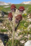 Tephroseris caucasigena