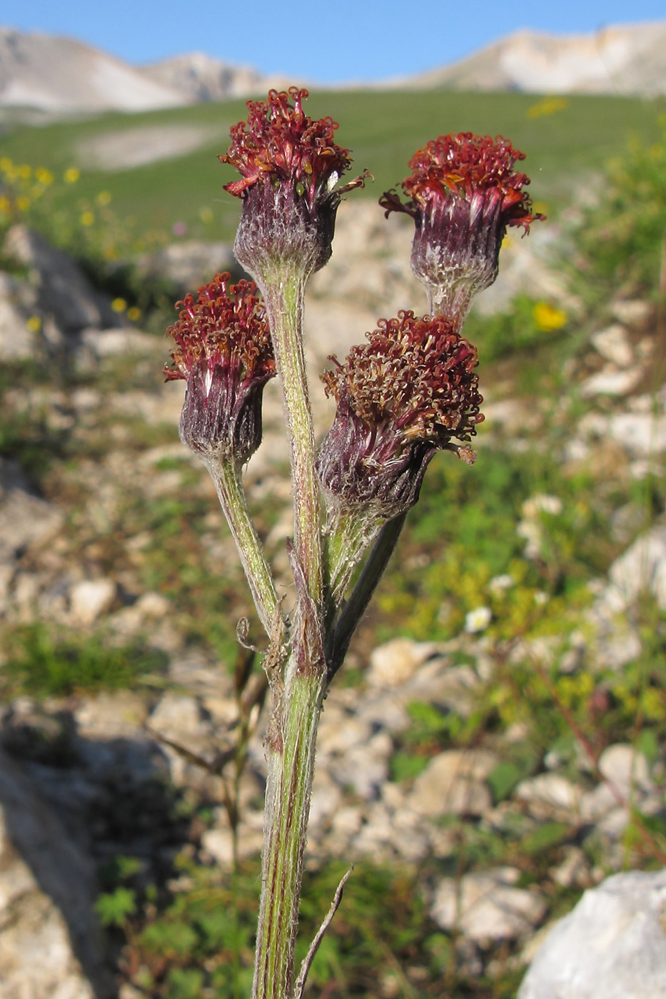 Image of Tephroseris caucasigena specimen.