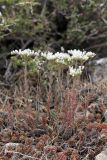 Sedum alberti