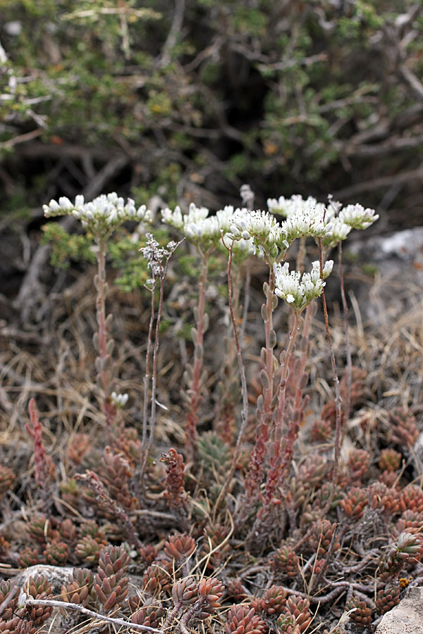 Изображение особи Sedum alberti.