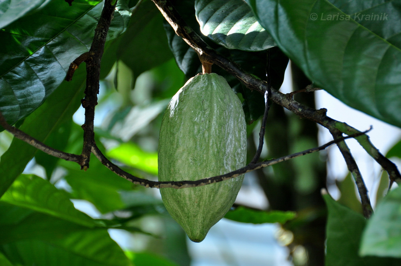 Image of Theobroma cacao specimen.