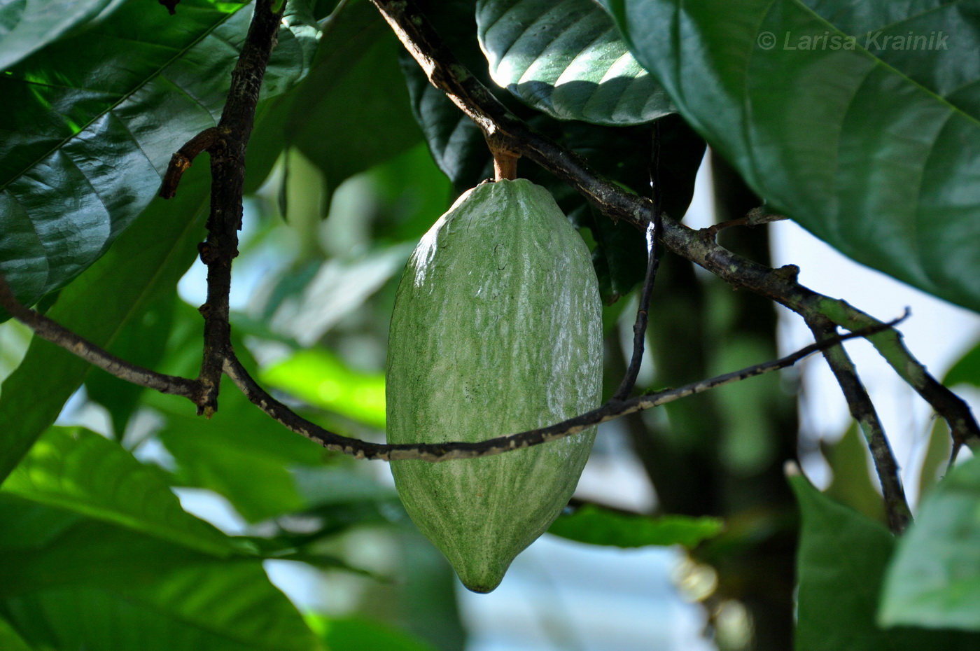 Изображение особи Theobroma cacao.