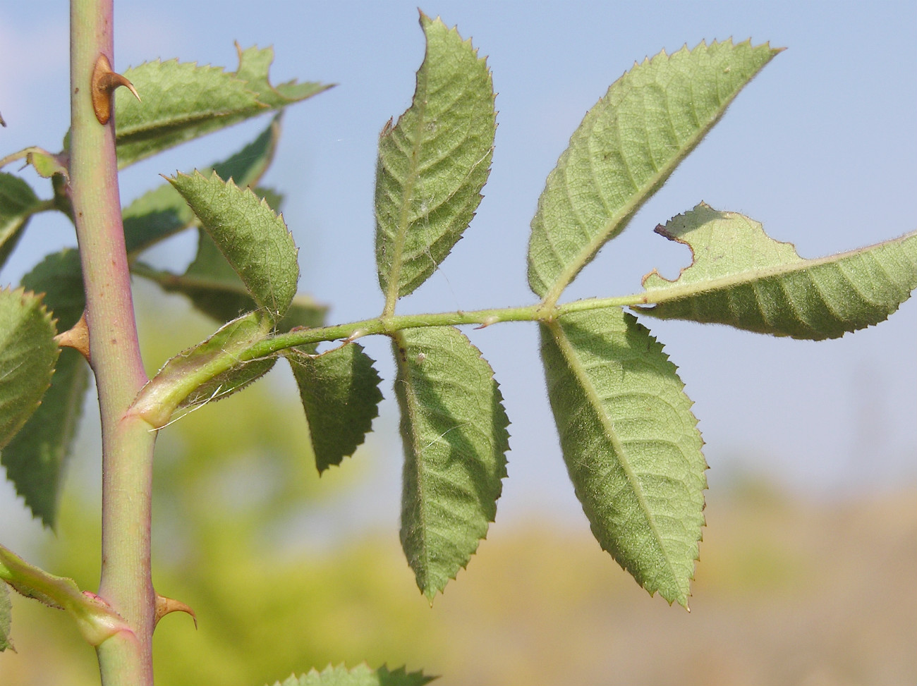 Image of Rosa corymbifera specimen.