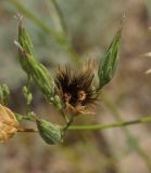 Crupina vulgaris