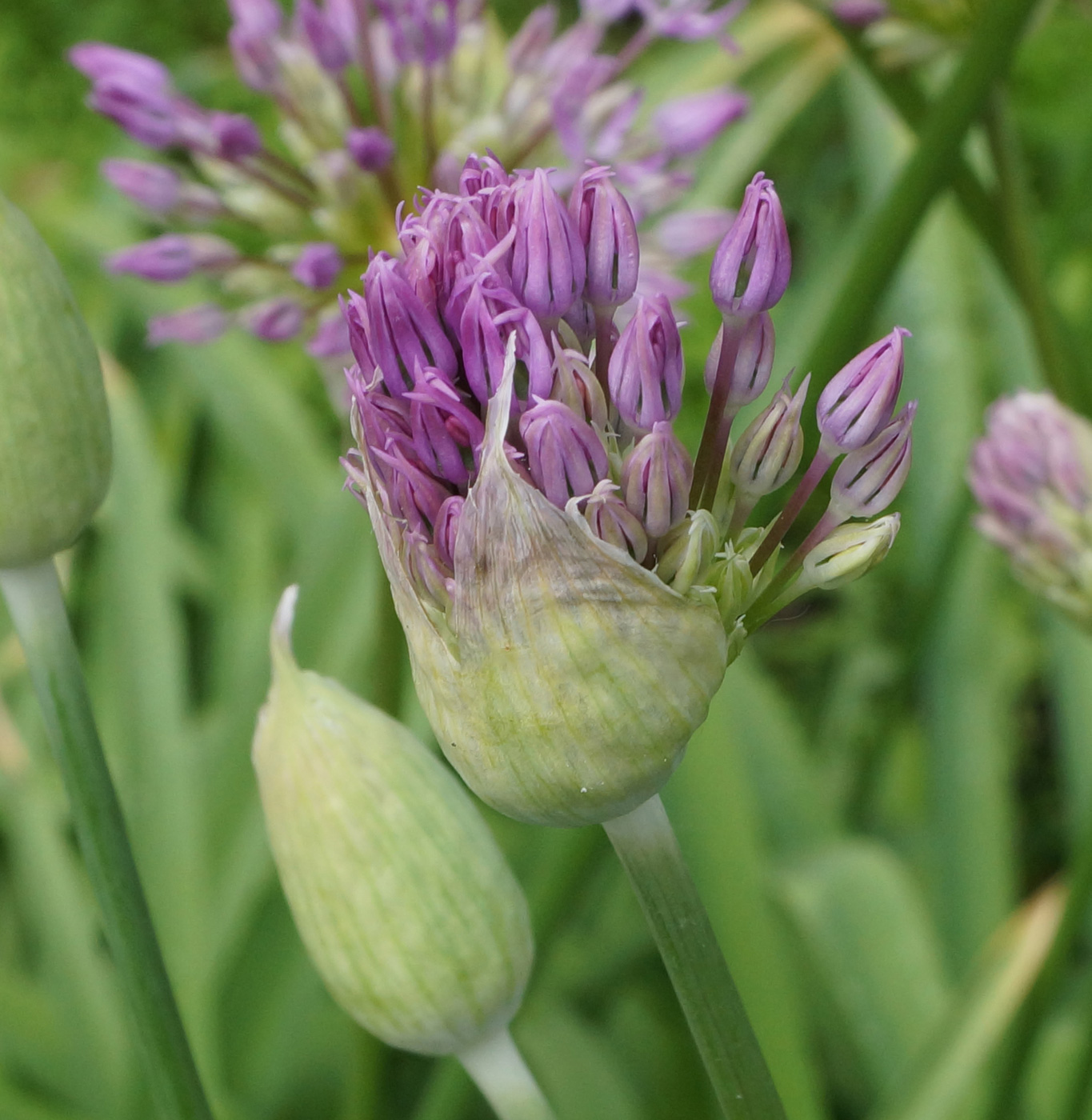 Изображение особи Allium rosenorum.