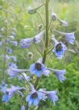 Delphinium elatum