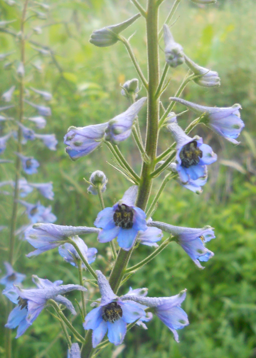 Изображение особи Delphinium elatum.