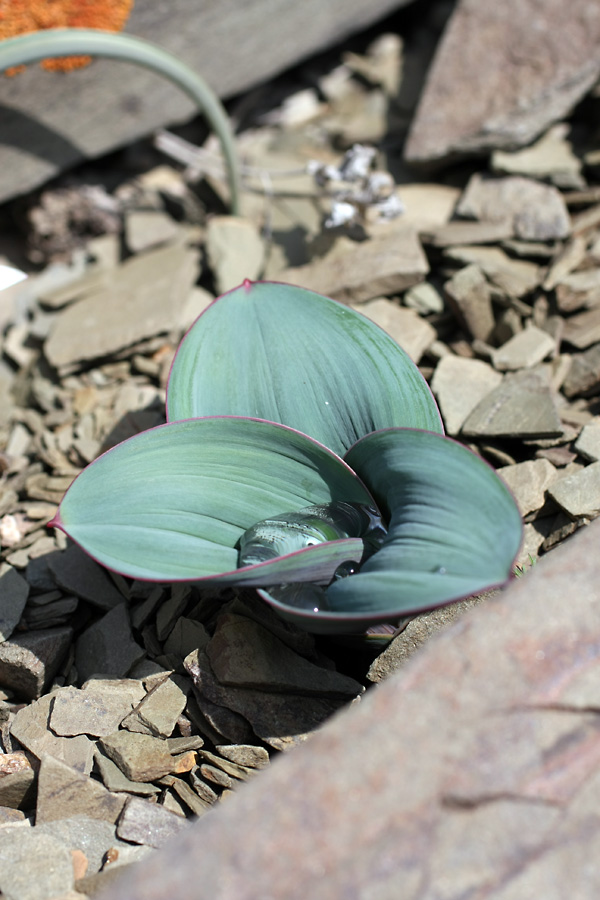 Image of Allium karataviense specimen.