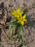 Gagea graminifolia. Цветущее растение. Узбекистан, г. Ташкент, Актепа Юнусабадская. 14.02.2016.