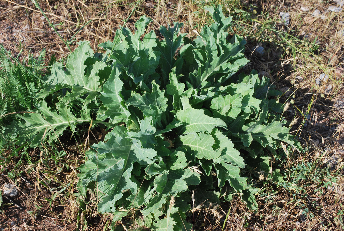 Изображение особи Crambe orientalis.