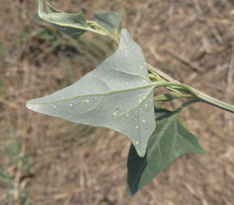 Изображение особи Atriplex micrantha.