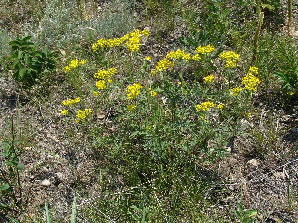 Изображение особи Patrinia rupestris.