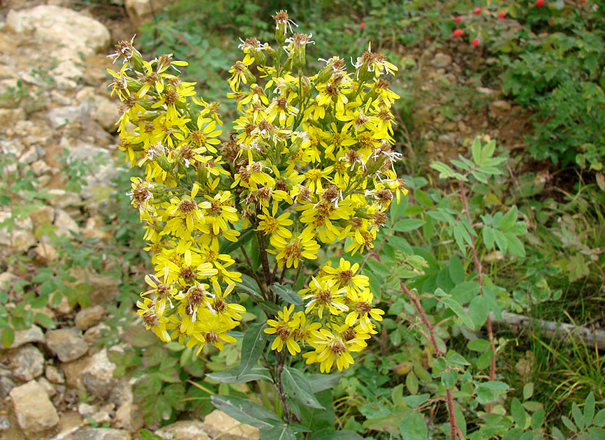 Image of Solidago virgaurea ssp. dahurica specimen.