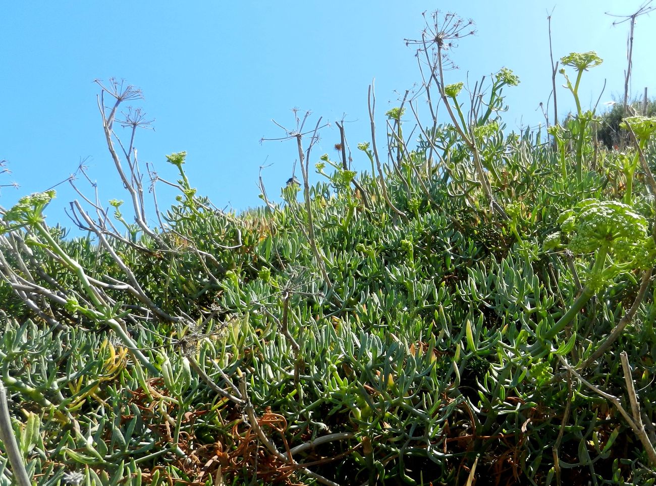 Изображение особи Crithmum maritimum.