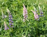 Lupinus polyphyllus. Верхушки цветущих растений. Ленинградская обл., г. Волхов, между поликлиникой и садовододствами. 31.05.2013.