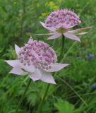 Astrantia maxima. Верхушки побегов с соцветиями. Адыгея, Кавказский биосферный заповедник, гора Гузерипль, субальпийский луг на склоне горы, ≈ 2100 м н.у.м. 26.07.2015.