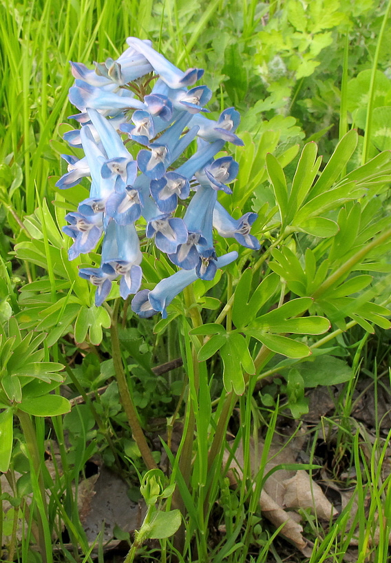 Image of Corydalis ambigua specimen.