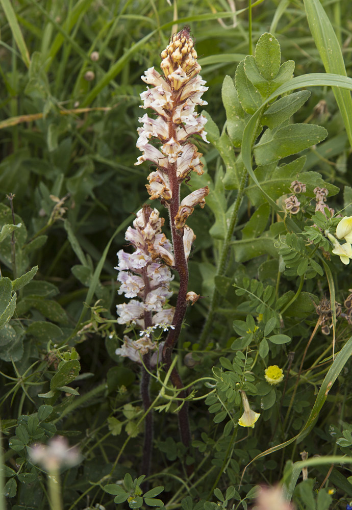 Image of Orobanche crenata specimen.