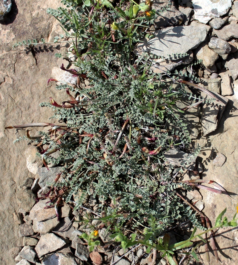Image of Astragalus confiniorum specimen.