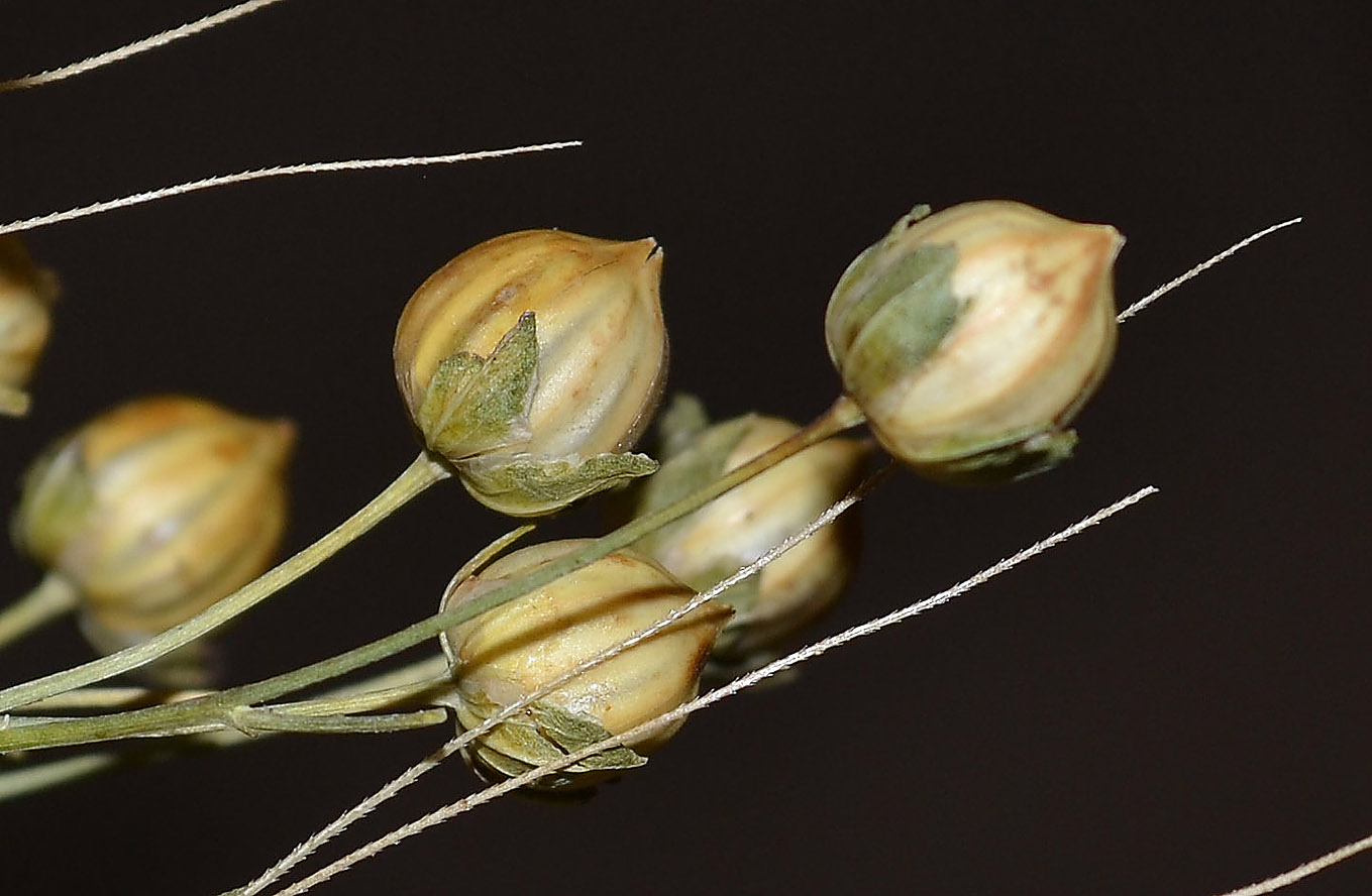 Image of genus Linum specimen.