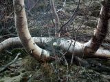 род Betula. Прикорневая часть многоствольного дерева. Кольский п-ов, окр. Туманный, насыпная терраса над нижним бьефом Серебрянской ГЭС-2, берег р. Воронья. 15.05.2016.