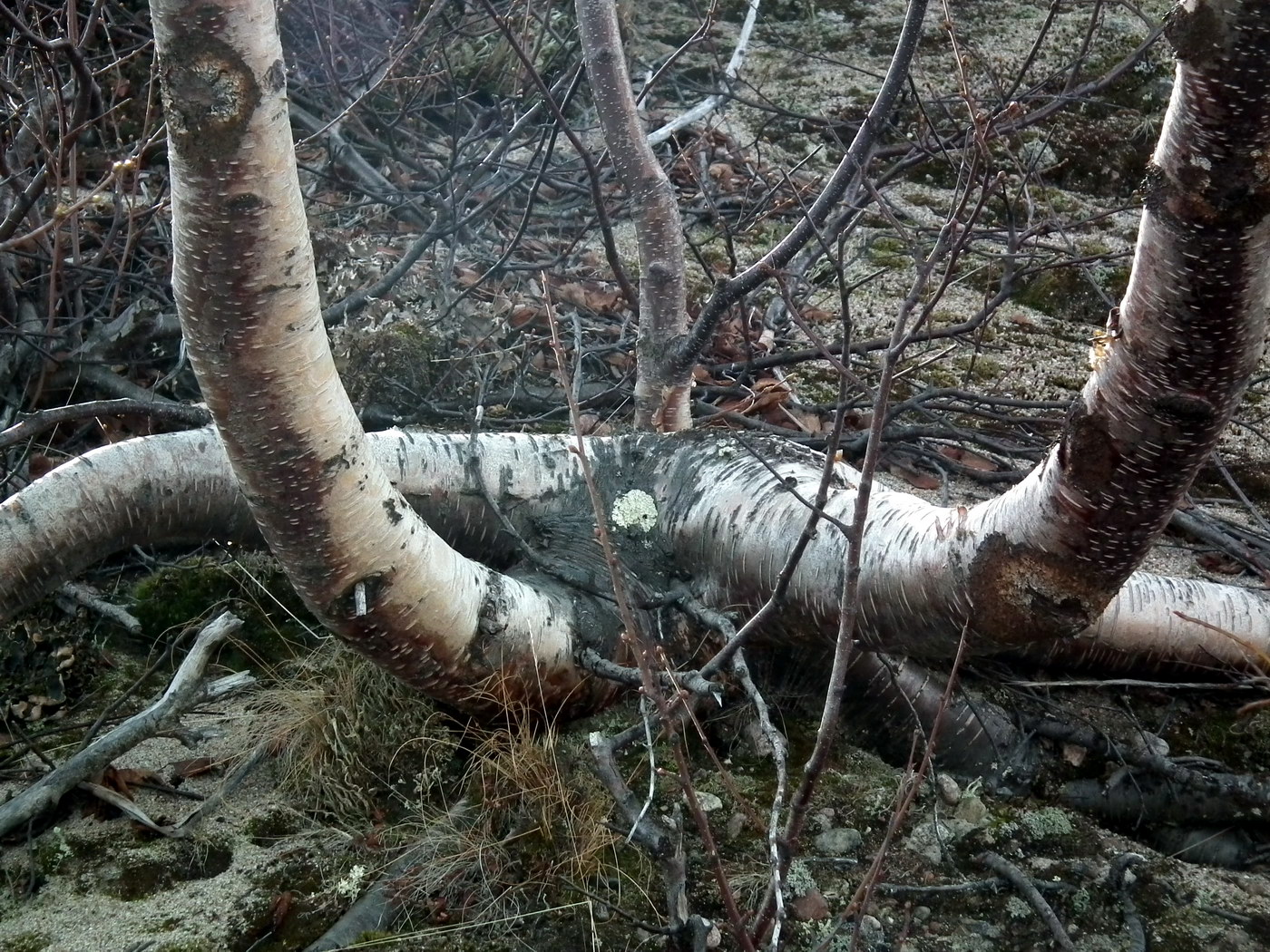 Image of genus Betula specimen.
