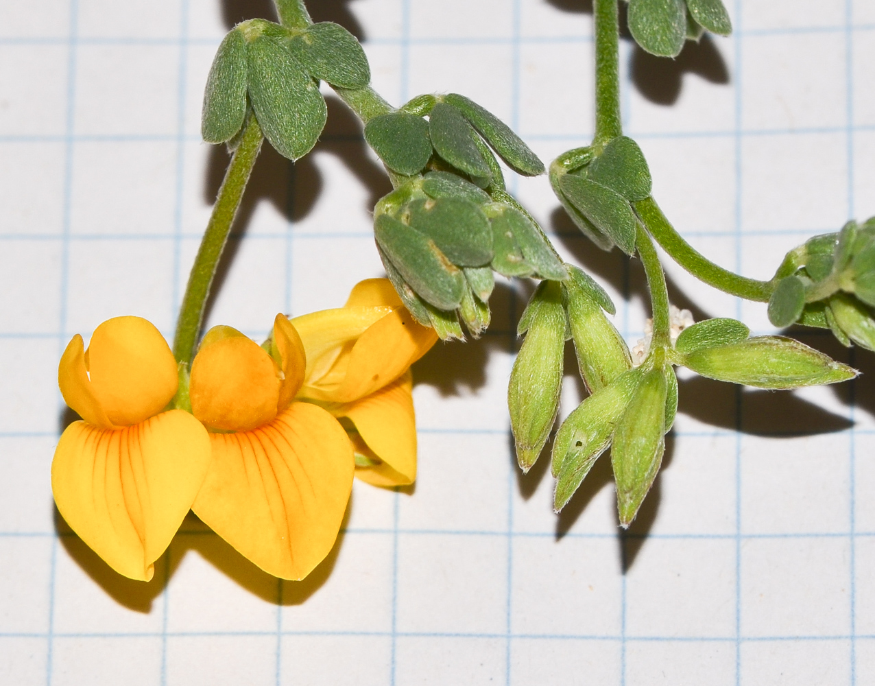 Image of Lotus lancerottensis specimen.