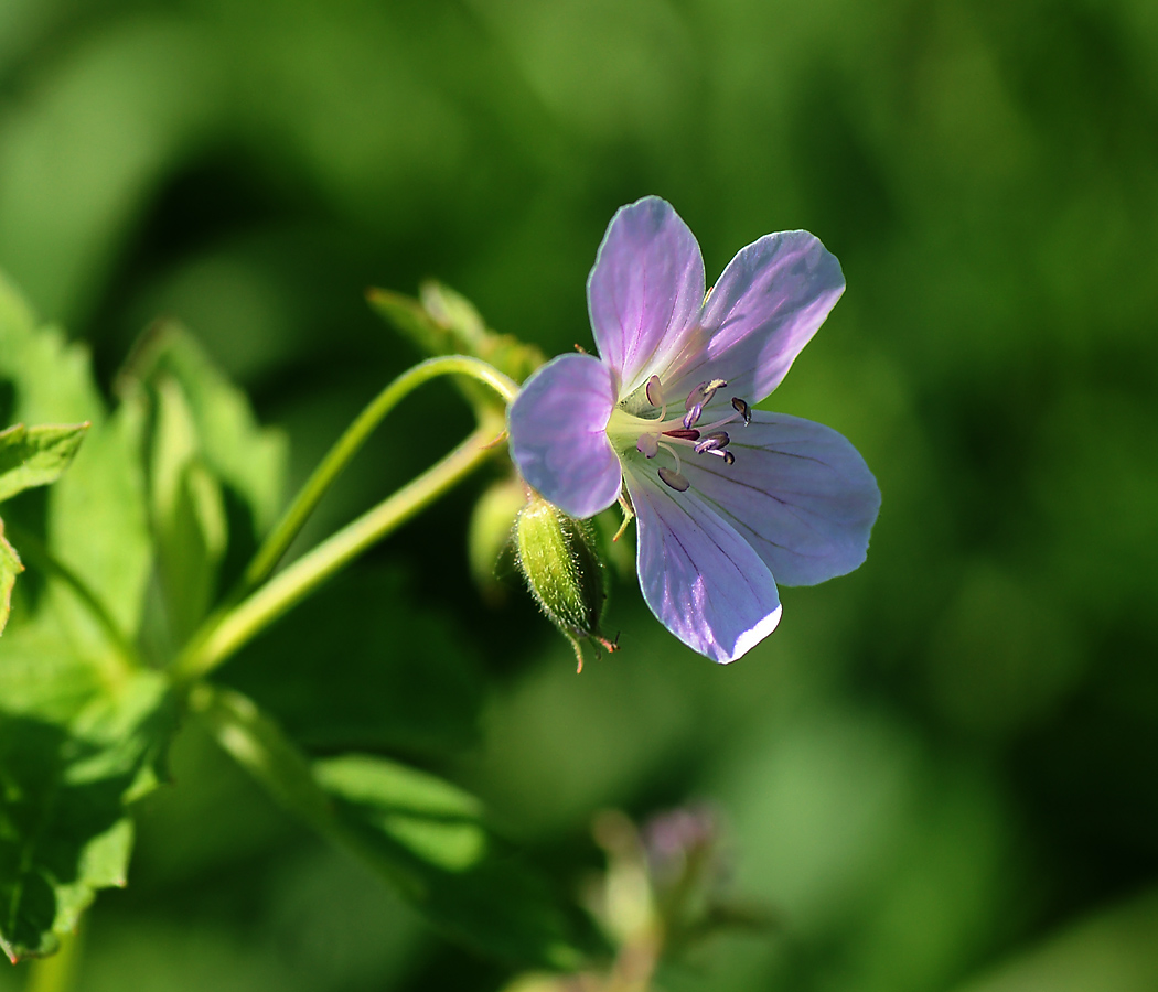 Изображение особи Geranium sylvaticum.
