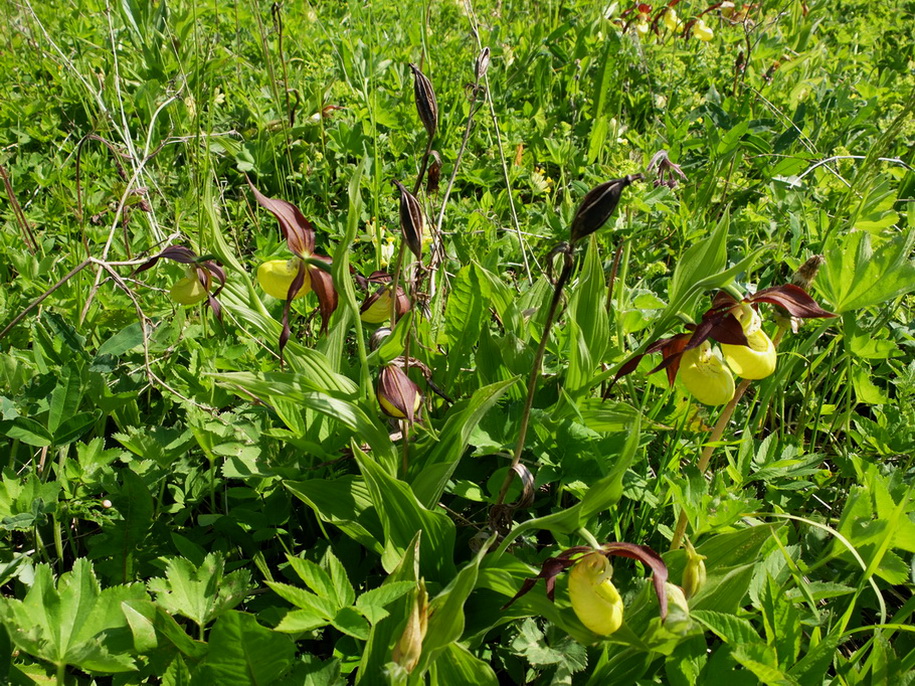 Изображение особи Cypripedium calceolus.