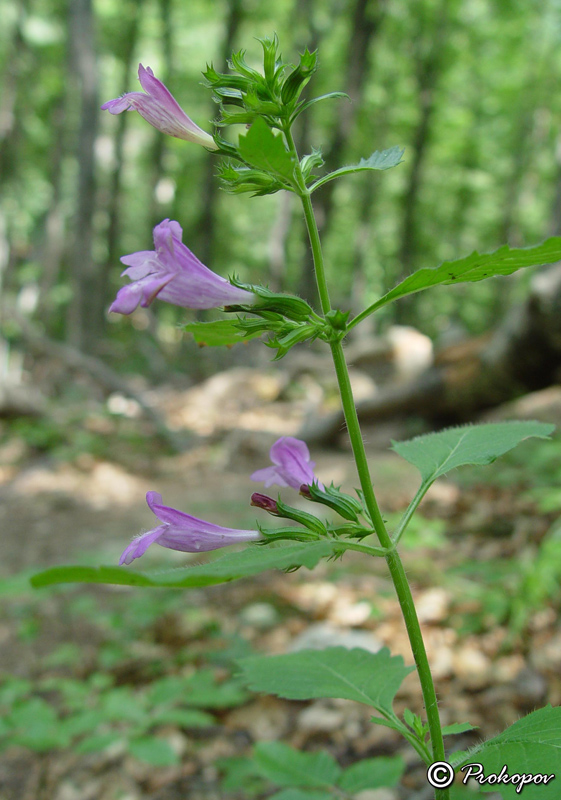 Image of Drymosiphon grandiflorus specimen.