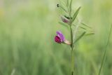 Vicia angustifolia