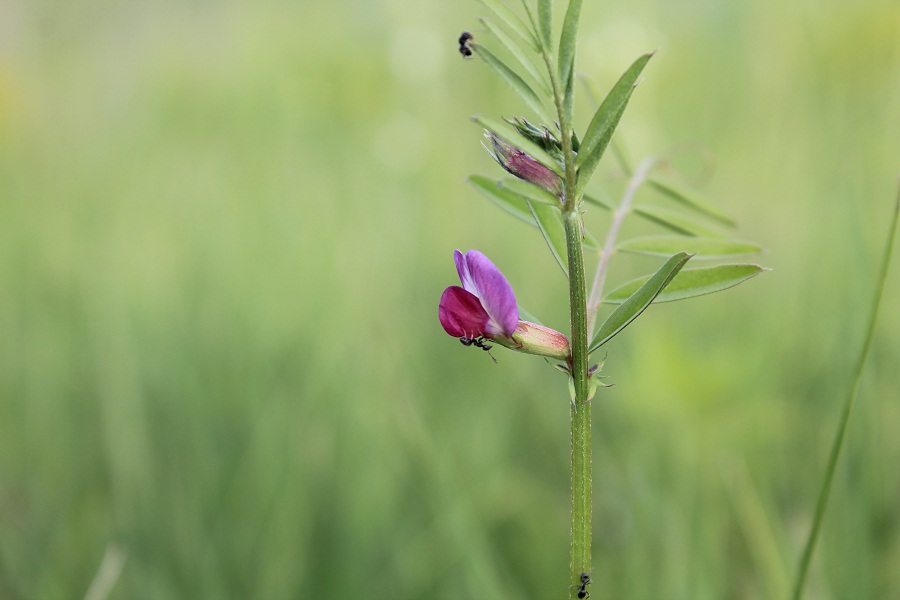 Image of Vicia angustifolia specimen.