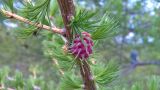 Larix sukaczewii