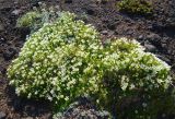 Minuartia macrocarpa