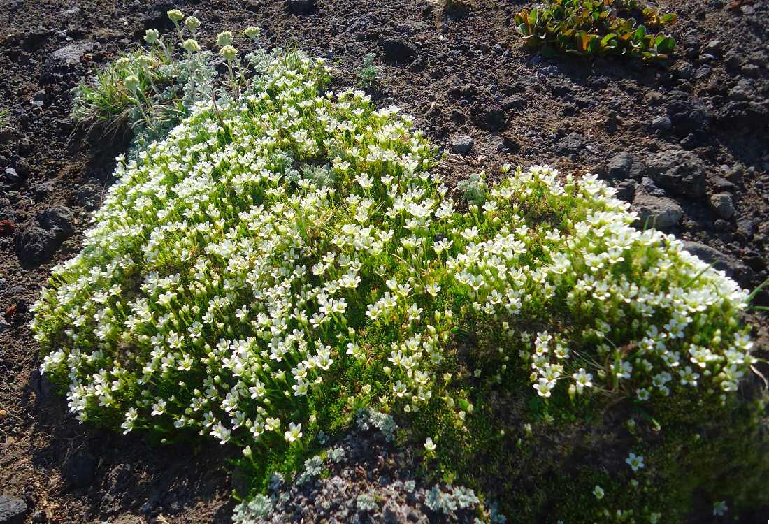 Изображение особи Minuartia macrocarpa.