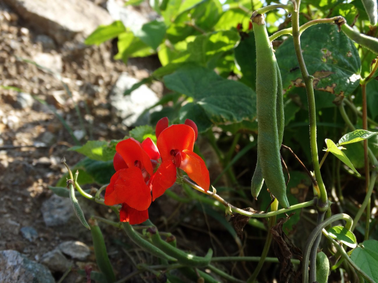 Изображение особи Phaseolus coccineus.