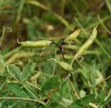 Image of taxon representative. Author is Сергей Наумов