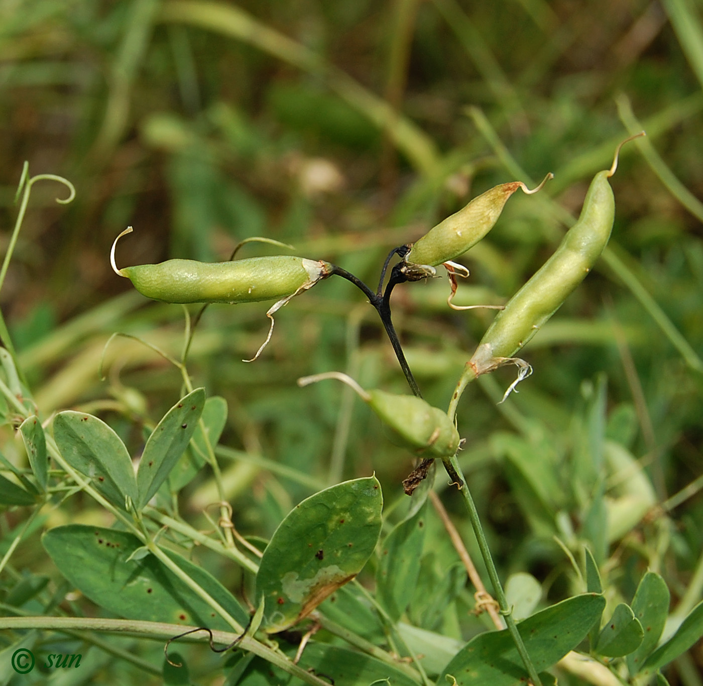 Изображение особи Lathyrus tuberosus.