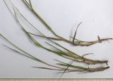 Agrostis gigantea