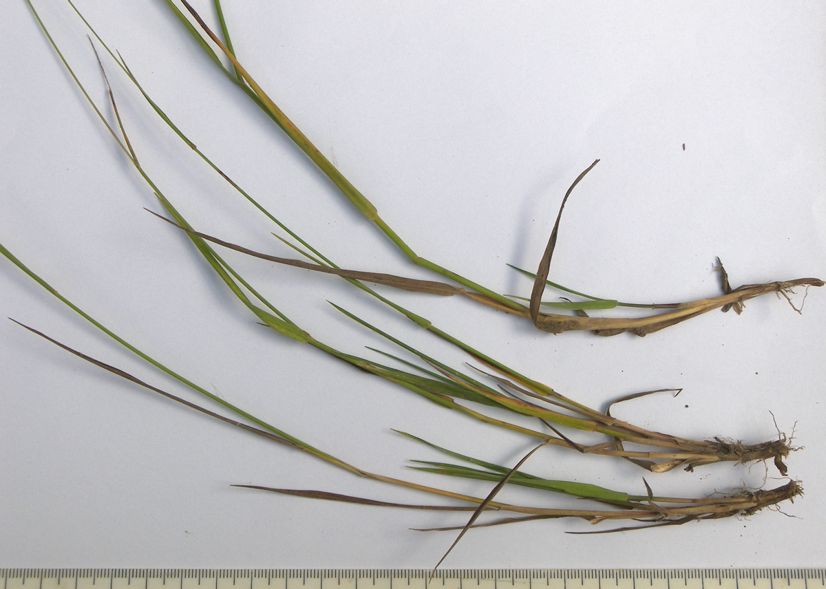 Image of Agrostis gigantea specimen.