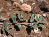Euphorbia maculata