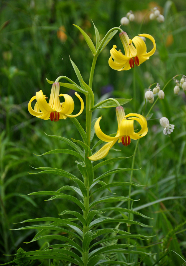 Изображение особи Lilium kesselringianum.