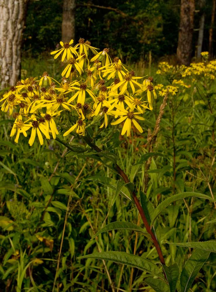 Изображение особи Senecio nemorensis.