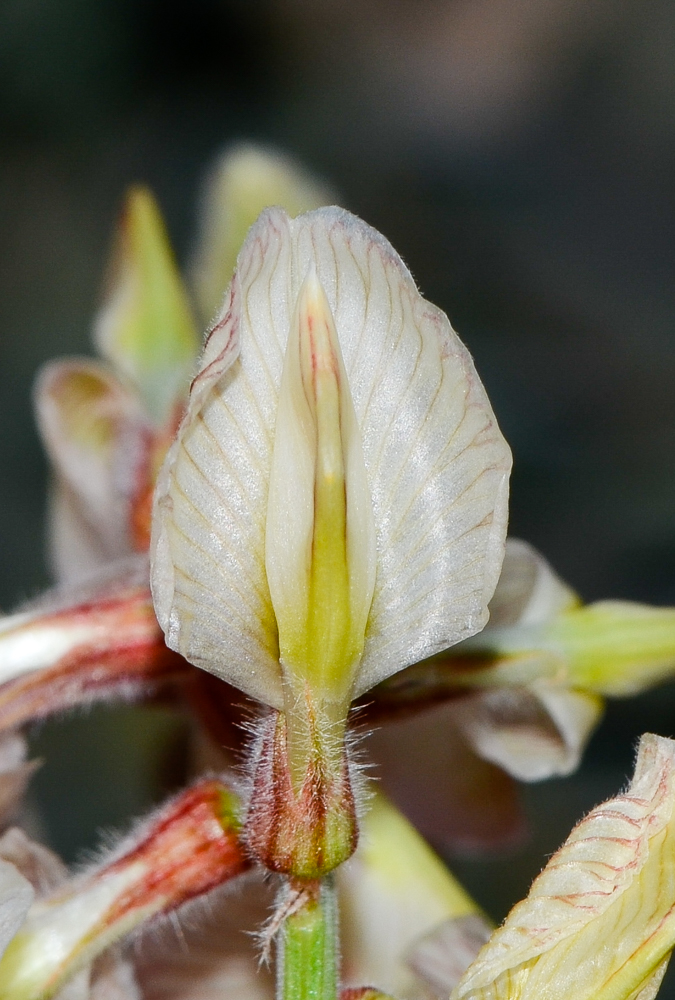 Image of Onobrychis ptolemaica specimen.