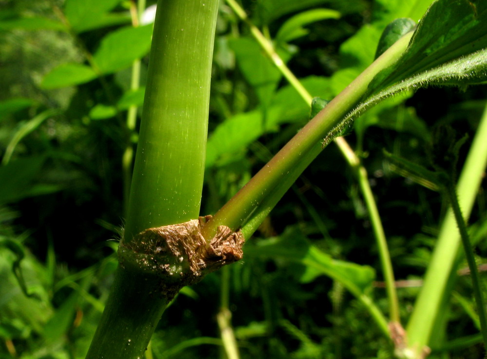 Изображение особи Aconogonon sajanense.