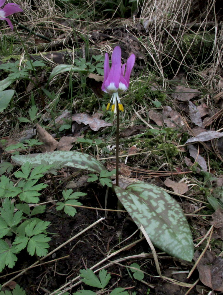 Изображение особи Erythronium sajanense.
