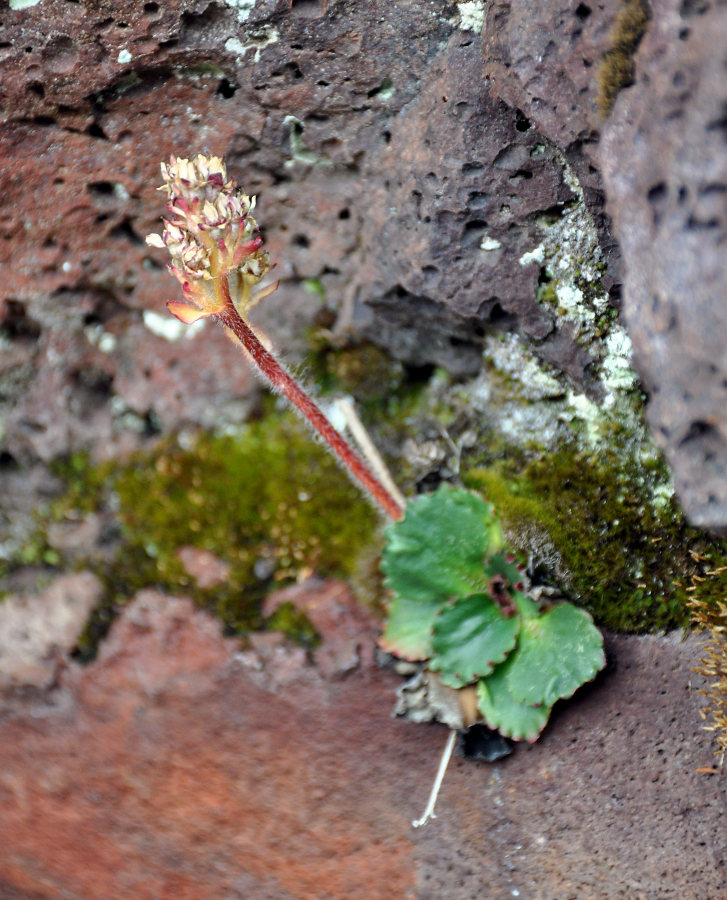 Image of Micranthes nivalis specimen.