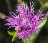 Centaurea jacea. Соцветие. Ленинградская обл., окр. ж.-д. ст. Кавголово. 12.07.2009.