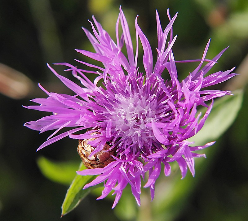 Изображение особи Centaurea jacea.