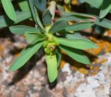 Euphorbia balsamifera. Олиственная часть побега с тычиночным циацием и питающимся муравьём. Испания, автономное сообщество Канарские острова, о-в Фуэртевентура, провинция Лас Пальмас, муниципалитет Ла Олива, восточные окр. пос. Эль Котильо, предгорная равнина, пояс суккулентных кустарников. 17.03.2016.